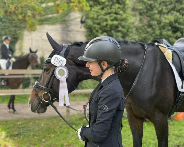 dressage horse Alexandria L (German Sport Horse, 2008, from Alassio's Boy)