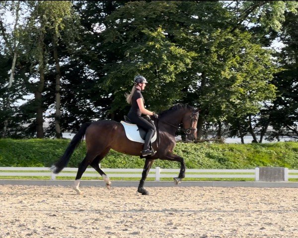 dressage horse Secret's Phoebe (KWPN (Royal Dutch Sporthorse), 2020, from Secret)