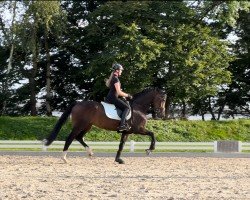 Dressurpferd Secret's Phoebe (KWPN (Niederländisches Warmblut), 2020, von Secret)