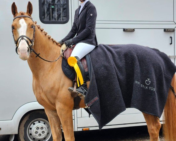 jumper For Caruso S (Oldenburg show jumper, 2019, from For Laubry)
