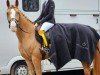 jumper For Caruso S (Oldenburg show jumper, 2019, from For Laubry)