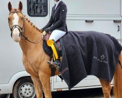 jumper For Caruso S (Oldenburg show jumper, 2019, from For Laubry)