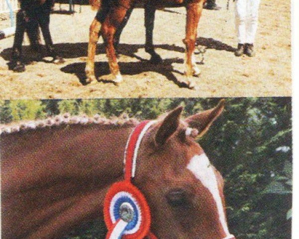 broodmare Ginette S (German Riding Pony, 2003, from Brillant's Boy)