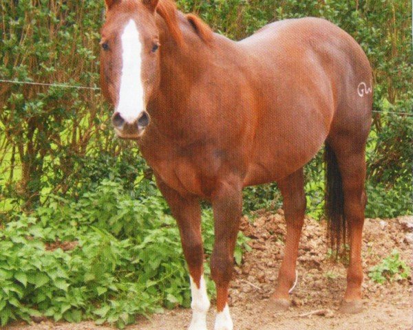 Deckhengst Taffys Mister Pep (Quarter Horse,  , von Mister Dual Pep)
