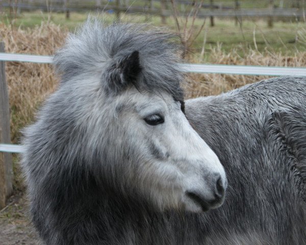 Pferd Flöckchen (Shetland Pony, 2010, von Furinus)