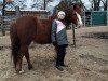 Pferd Phibie (Welsh Pony (Sek.B), 2012, von Spring Star's Spirit)