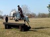 Dressurpferd Coolpark Thunder (Connemara-Pony, 2011, von Cluainbheirn Thunder)