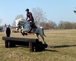 Dressurpferd Coolpark Thunder (Connemara-Pony, 2011, von Cluainbheirn Thunder)