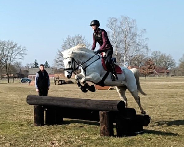 dressage horse Coolpark Thunder (Connemara Pony, 2011, from Cluainbheirn Thunder)