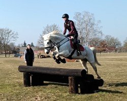 Dressurpferd Coolpark Thunder (Connemara-Pony, 2011, von Cluainbheirn Thunder)