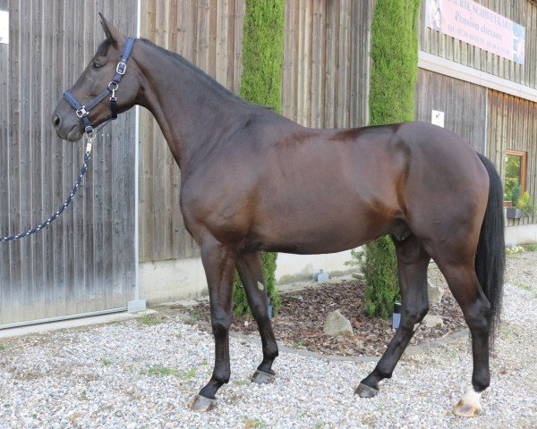 dressage horse Total Darkness K (Hanoverian, 2020, from Total Hope OLD)