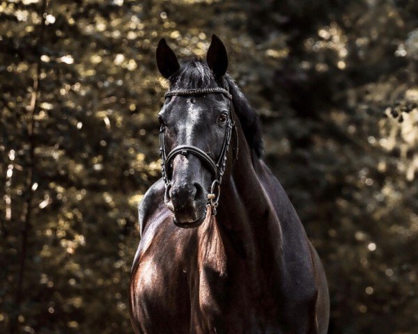 broodmare Heaven Can Wait 2 (Hanoverian, 2007, from Hochadel)