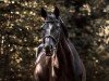 broodmare Heaven Can Wait 2 (Hanoverian, 2007, from Hochadel)
