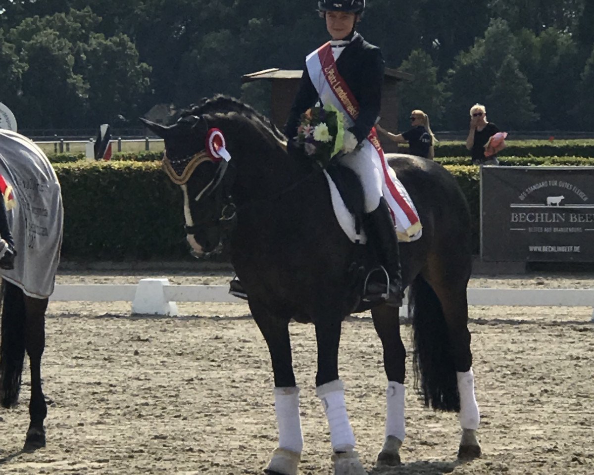 stallion Dublin (German Riding Pony, 1989, from Donauwind)