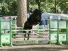Springpferd Shubani 2 (Hannoveraner, 2008, von Stenograph)