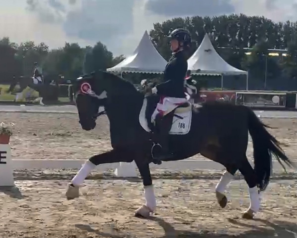 dressage horse Rio Takahara (German Riding Pony, 2006, from Proud Rocketti)