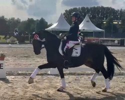 dressage horse Rio Takahara (German Riding Pony, 2006, from Proud Rocketti)