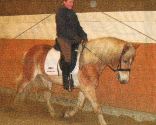 horse Amorowski (Haflinger, 2007, from Amor (7,81% ox))