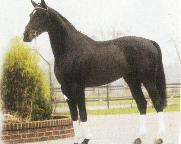 dressage horse Belyando (Hanoverian, 2005, from Beluga)