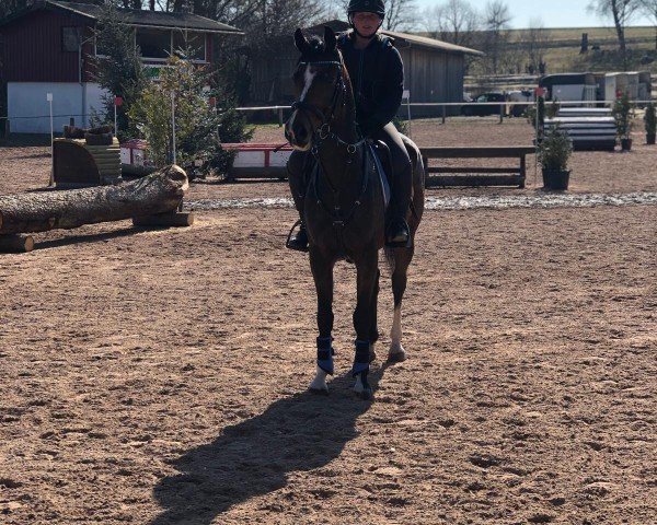 Dressurpferd A Little Excellent Lover (Deutsches Reitpferd, 2019)