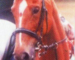 jumper Doree xx 12 (Thoroughbred, 2004, from Secret'n Classy xx)