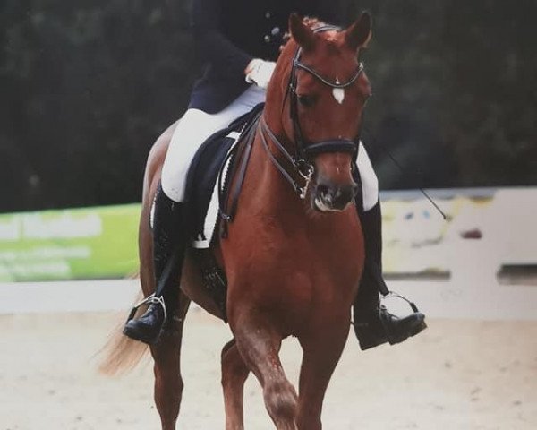 dressage horse Quentin Gold (Bavarian, 2012, from Quadroneur)