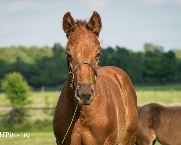 horse Komodo xx (Thoroughbred, 2019, from Broken Vow xx)