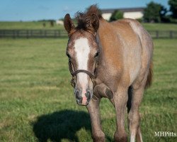 horse Hengst von Gun Runner xx (Thoroughbred, 2021, from Gun Runner xx)