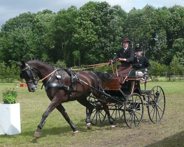 dressage horse Zilvo (KWPN (Royal Dutch Sporthorse), 2004, from San Remo)