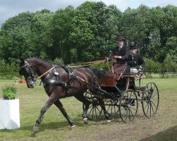 Dressurpferd Zilvo (KWPN (Niederländisches Warmblut), 2004, von San Remo)