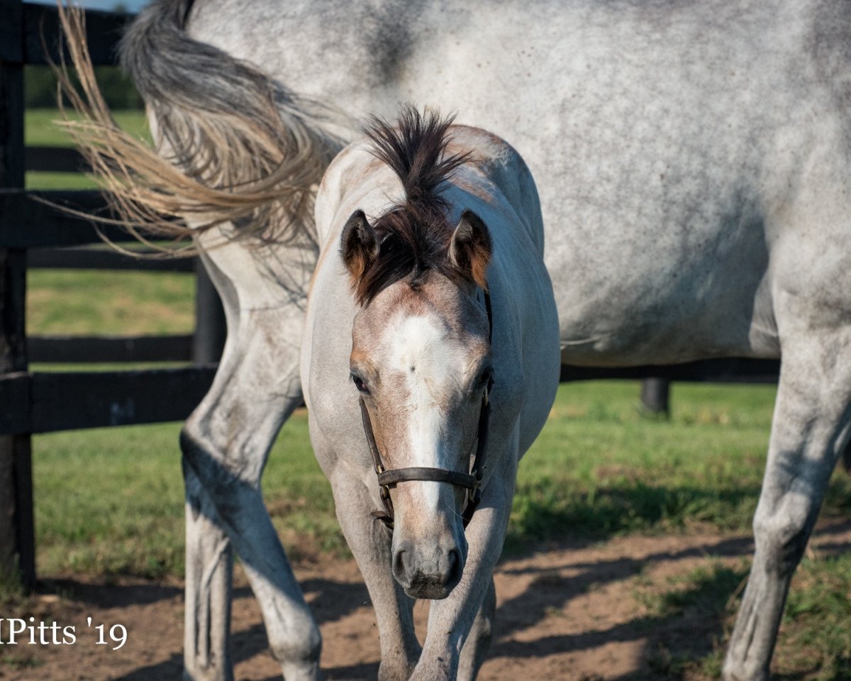 horse King Silvio xx (Thoroughbred, 2019, from Tapit xx)