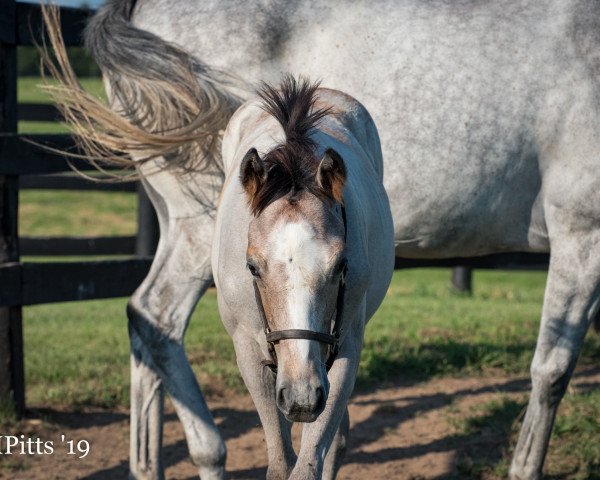 Pferd King Silvio xx (Englisches Vollblut, 2019, von Tapit xx)