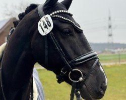 dressage horse Kronprinz v.d.H (KWPN (Royal Dutch Sporthorse), 2020, from Jayson)