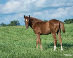 horse Stute von Curlin xx (Thoroughbred, 2021, from Curlin xx)