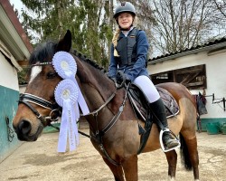 dressage horse Medlock 2 (German Riding Pony, 2008, from Maverick)