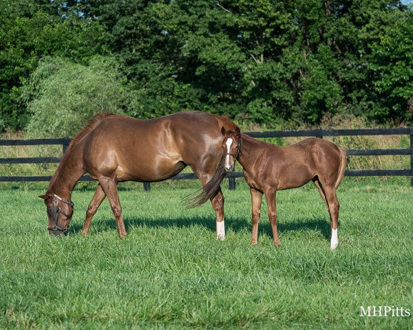 broodmare Frippery xx (Thoroughbred, 2015, from City Zip xx)