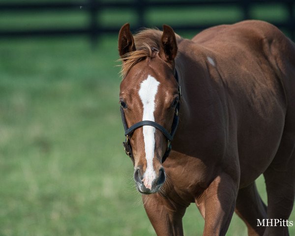 horse Hengst von Curlin xx (Thoroughbred, 2021, from Curlin xx)