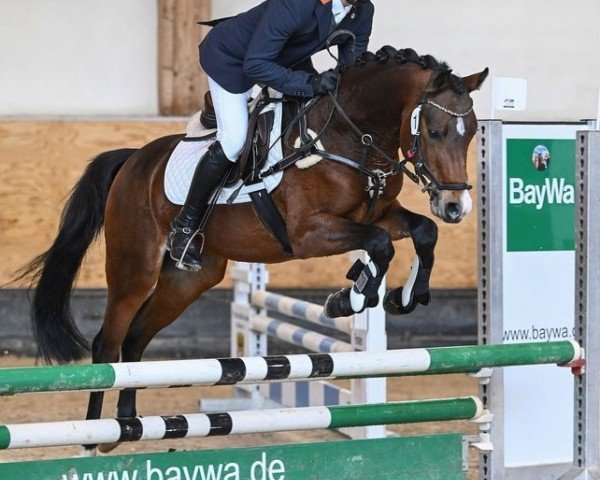 stallion Bumble Bee (German Riding Pony, 2018, from Beka's Rubin)