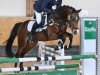 stallion Bumble Bee (German Riding Pony, 2018, from Beka's Rubin)