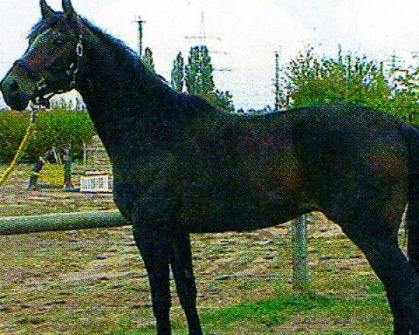 dressage horse Ultimo N (Westphalian, 1992, from Upan la Jarthe AA)