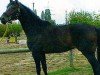 Dressurpferd Ultimo N (Westfale, 1992, von Upan la Jarthe AA)