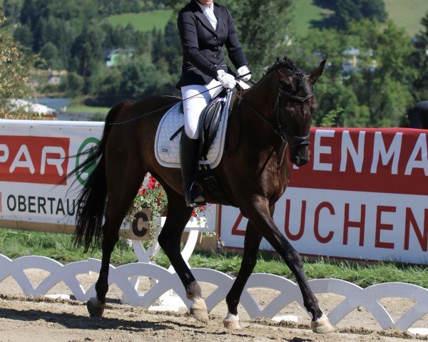 dressage horse Prinz George I (Oldenburg, 2016, from Sir Donnerhall I)
