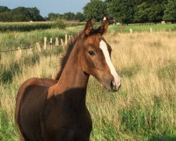 jumper Czeline Chloé (Westphalian, 2015, from Capistrano 2)