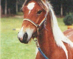 Deckhengst Jeremiah (Tinker / Irish Cob / Gypsy Vanner, 1999, von Jupp the Dream Dancer)