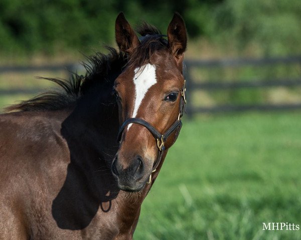 horse Fohlen von Tapit xx (Thoroughbred, 2021, from Tapit xx)