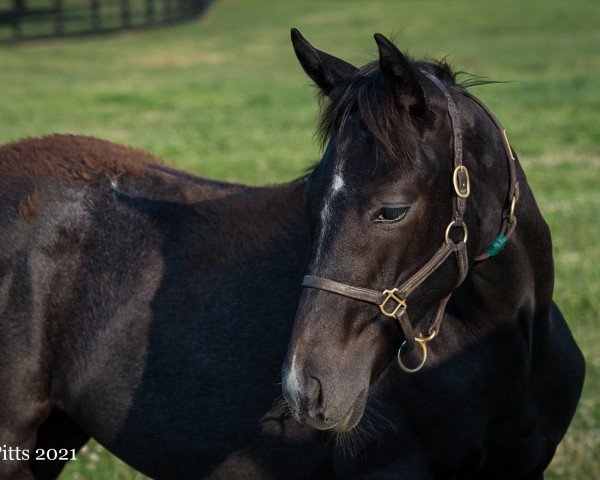 horse Stute von Medaglia d´Oro xx (Thoroughbred, 2021, from Medaglia d'Oro xx)