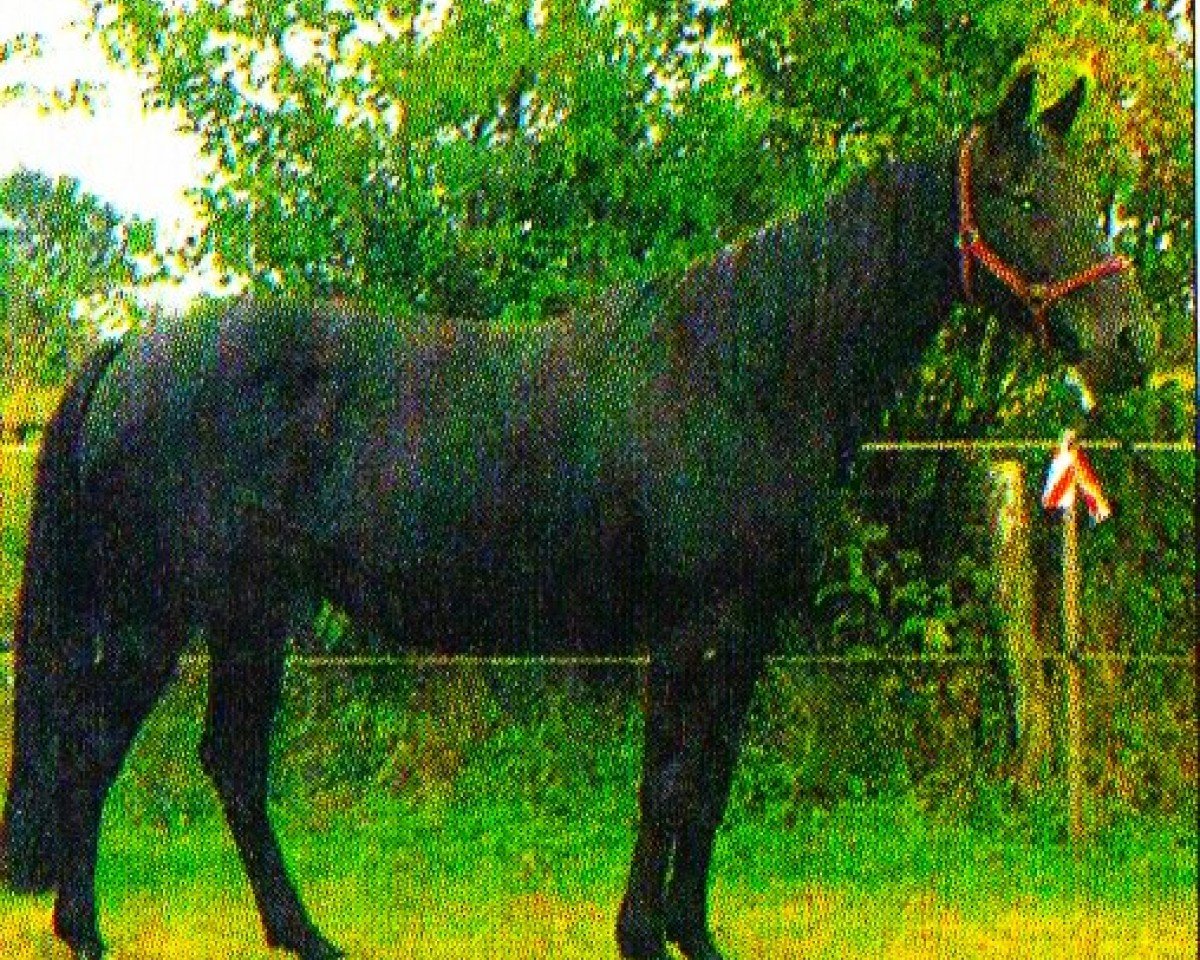 broodmare Lady II (Oldenburg, 1991, from Dorpas AA)