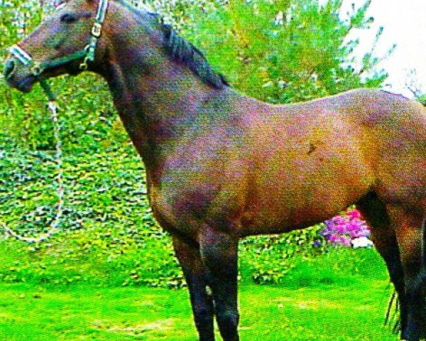 Pferd Lamiro 18 (Hessisches Warmblut, 1994, von Latouro)