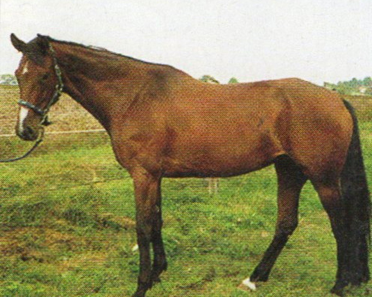 Zuchtstute Mette (Holsteiner, 1997, von Corrado II)