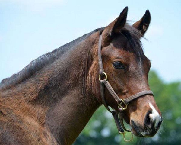 horse Stute von Tapit xx (Thoroughbred, 2016, from Tapit xx)